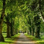 avenue, away, trees